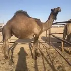 ضريبه صفرا