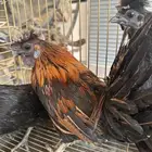 دجاج حباحب كويتي قزمي