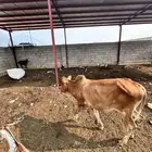ثور للبيع