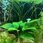 Adult Anubias Plant