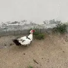 ذكر بط بلدي
