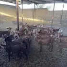 معزا دهم مراح