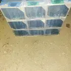 نحل مصرى معالج ضمان الملكات والوزن