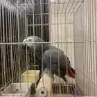ببغاء كاسكو أليف ويتحدث