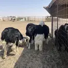 بهم نجد فاخر (( تم البيع ))