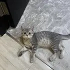 قطة سكوتش انثى ب300 مع اغراضها