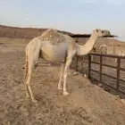 ضرايب للبيع