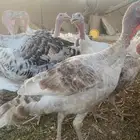 دجاج رومي احجام جامبو