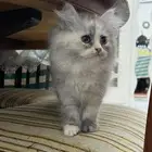 قطط شيرازي