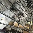 بغبغان كاسكو للبدل ب امزوني الي عندو شي مناسب يكلمني