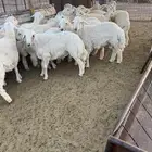 طليان جذعان للبيع