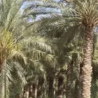 توريد جميع انواع النخيل ومحاصيلها. والزيتون. من مشاريعنا