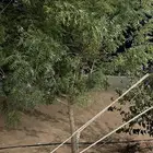 شجر نيم للبيع