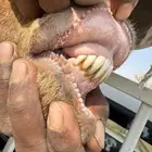 للبيع نعيميه والد