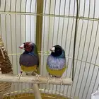 قولدن فنش