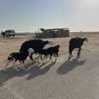 للبيع شياه نجد ولد