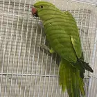 للبيع ببغاء الدره الهندي