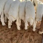 تم البيع بهم حري العدد 16 كلش خروف العمر 3 شهور