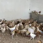صوص دجاج بلدي عمر شهر