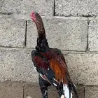 دجاج سندي