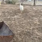 ديك باكستاني سندي بيور فاخر