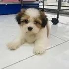كلاب صغيره للبيع