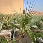 مشروع زراعي للبيع بالكامل بسعر رمزي جدا