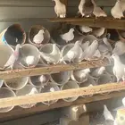 حمام فرنسي