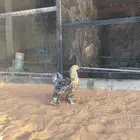 دجاج براهمه