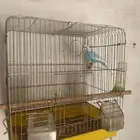 ذكر بادجي لبيع هو وشبك