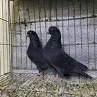 ذكور قطايف