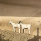 عناقين فل فل شحم ضهورها مغلقه شحم