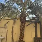 نخلتين وحده اخلاص وحده برحي