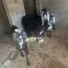 معزا عارضيه