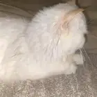 قطة شيرازي
