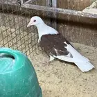 حمام ذكر فرنسي