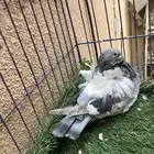 (تم البيع )انثى كشكشي