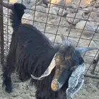 تيس فحل شحم الصحه شرط العمر سنه إلى ثلاث شهور