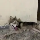 كلبه هاسكي