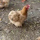 دجاج كوشن
