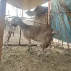 عنز متبع