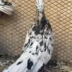 تفاحي حمام