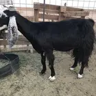 ماعز