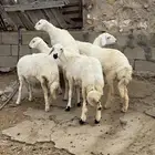 6 رخال نظاف ومشروطه