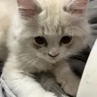 قط ذكر عمر ثلاث شهور للتبني
