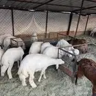 القاعه