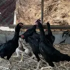 دجاج شامو هزاز