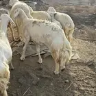 تم البيع