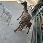 ساكنيه تامه يتبعها 2 رخل وخروف