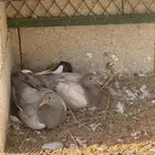 فراخ سلفر وفرنسي